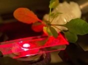 Ученые создали искусственную форму фотосинтеза