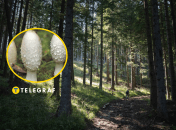 Гриб навозник белый