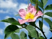 6 июня 2015, примета дня. А вы знаете, что такое своборино дерево?