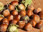 Полезные свойства фундука для организма