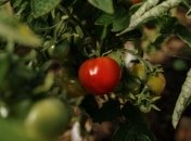 Как ускорить созревание томатов: способ, который дает 100% результат