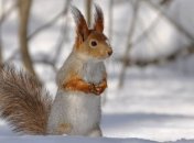 Местами похолодание до 25 градусов мороза: синоптик дала прогноз погоды в Украине на выходные