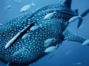 Экологи предупредили об исчезновении нескольких видов акул 