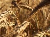 Квот и запретов на экспорт зерна не будет