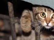 Вещь, у которой нет прав: почему закон в Украине не защищает животных и как это исправить