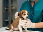 Картинки-поздравления с Днем ветеринара 2024