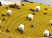 Рыбы и пчелы смогли "пообщаться" друг с другом благодаря роботам-переводчикам