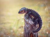 Крокодиловый сцинк имеет оранжевые пятна вокруг глаз