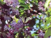 Когда ждать заморозков: синоптики дали прогноз на май