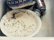 Мошки могут проникать в самые маленькие щели