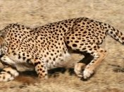 Гепарды могут вымереть на протяжении этого десятилетия