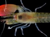 Неизвестный вид креветок назвали в честь легендарной рок-группы