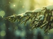 В понедельник на Украину прольются дожди, а затем посыплет снег