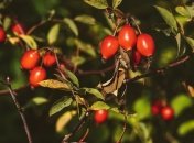 Приметы и обряды на 1 октября - День Арины (Ирины)