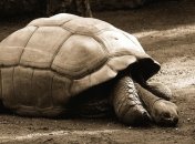 ТОП 15 самых долгоживущих организмов Земли (Фото)