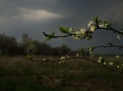 Прогноз погоды на 2 мая: кратковременные дожди, ночью местами грозы