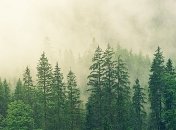 Туман начинает покорять: прогноз погоды на завтра