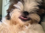 Уморительная собаченка взрывает Интернет своими милашными фото 