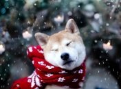 Любителі снігу зможуть трохи порадіти