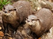 Эта удивительная природа: почему выдры жонглируют камнями