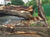 У Луцьку злива зламала одне з найстаріших у місті дерев (Фото)