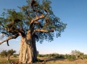 В Африке массово гибнут самые старые баобабы