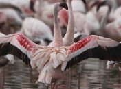 Фламинго - сказочная птица