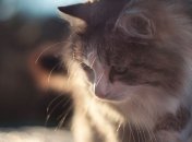 Ученые рассказали, стоит ли заводить сибирского кота