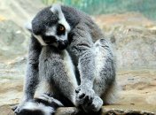 Неделя будет непростой для Тельцов, Близнецов, Раков, Львов и Дев