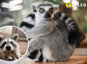 Вы познакомитесь с милыми зверятами