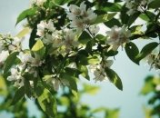 Погода в Украине 31 мая: дожди с грозой 