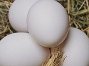 Почему нужно мыть куриные яйца перед едой?