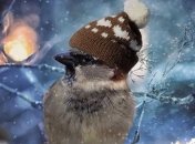 Каким будет декабрь в Украине: синоптики дали прогноз