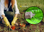 Клопы на огороде