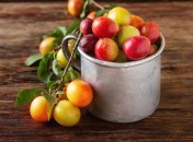 Блюда из алычи: 5 лучших рецептов