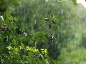 Снова дождь