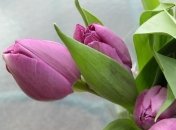 Как празднуют 8 марта в странах мира