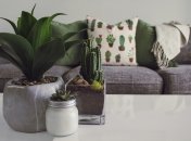 Домашние растения, которые притягивают финансовое благополучие