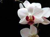 У орхидеи опадают цветы: причины такого "поведения" цветка