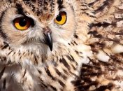 В Кременчуге ищут хозяина для совы