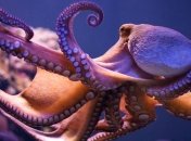 Ученые объяснили способность черно-белого зрения осьминогов различать цвета