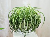 Одна з найневибагливіших рослин