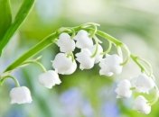 Ландыш поможет при сердечной недостаточности