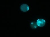 Командная работа: микроорганизмы объединяются для противостояния высокой температуре