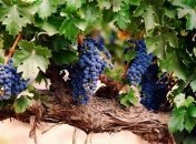 Лучшие отели для любителей вина