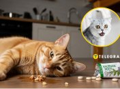 Кошки и валерьянка