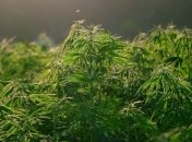 Россияне обнаружили посадки конопли прямо возле местной сельской администрации (видео)