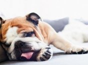 10 источников аллергии в вашем доме