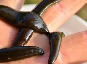 Альтернативной медицине - быть: литовский парламент принял важный закон