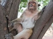 Ученые раскрыли механизмы появления шизофрении и аутизма у макак